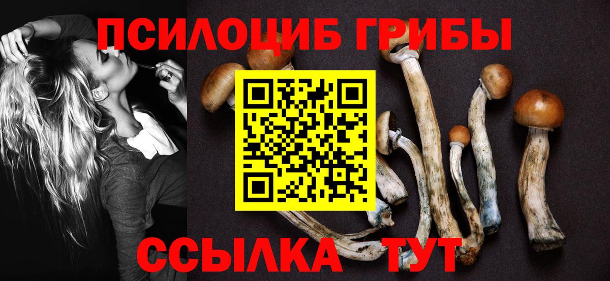 Галлюциногенные грибы Psilocybine cubensis Можайск